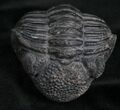 Large Enrolled Drotops Trilobite - Around #7134-2
